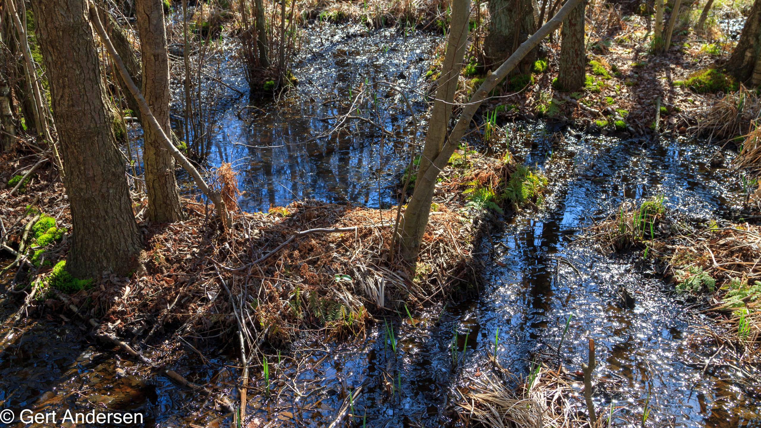 Lyngby Sø (14 of 37) compressed